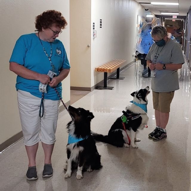 Hapi Members volunteering